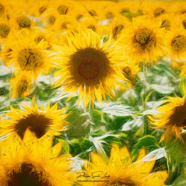 Fleurs de tournesols stylisées