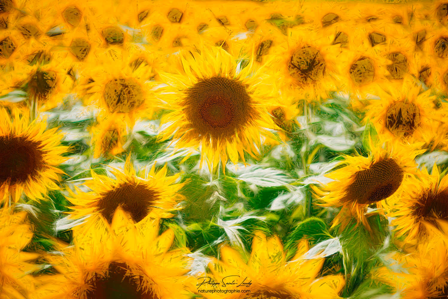 Fleurs de tournesols stylisées