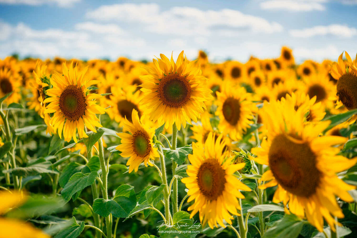 Tournesol dans un champ
