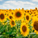 Tournesol dans un champ