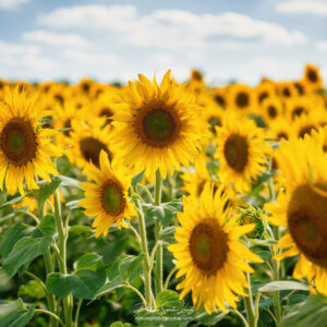 Tournesol dans un champ