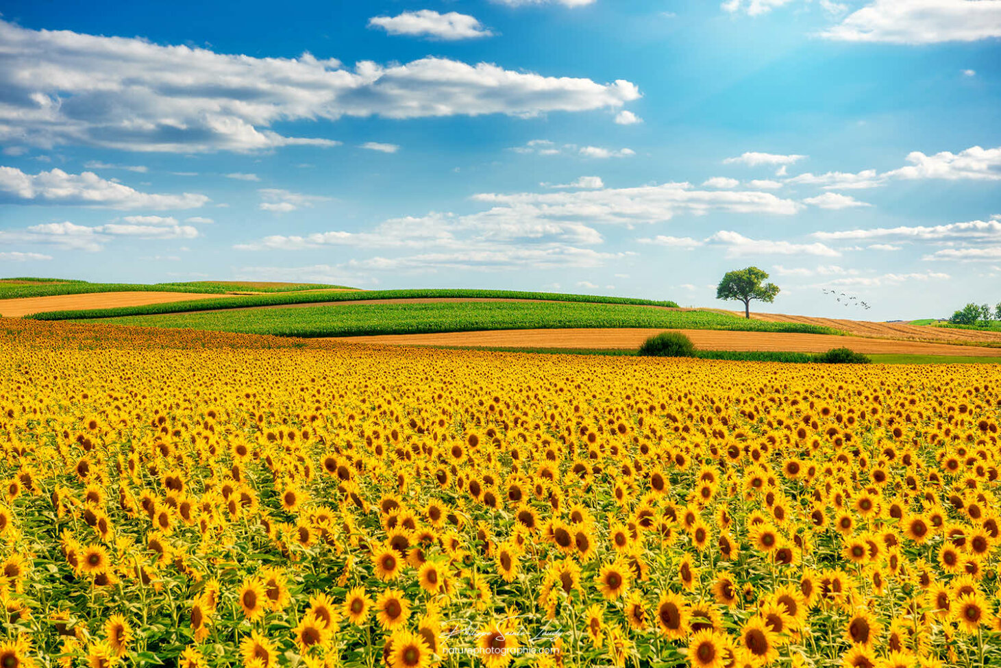 Paysage campagnard ensoleillé