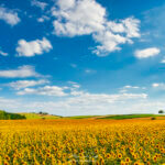 Paysage d'été avec des tournesols