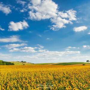 Paysage d'été avec des tournesols