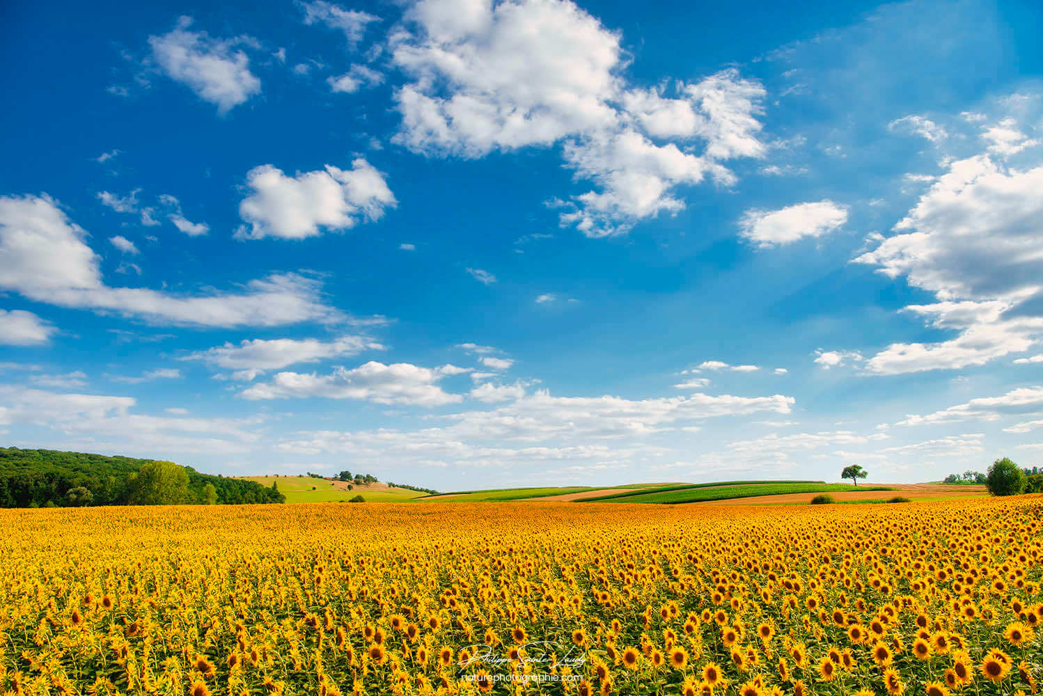 Paysage d'été avec des tournesols