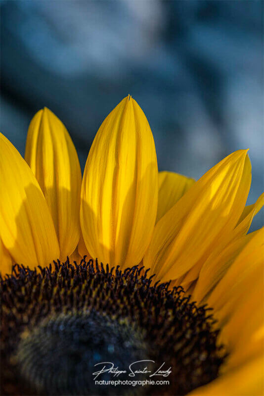 Pétales de tournesol jaune