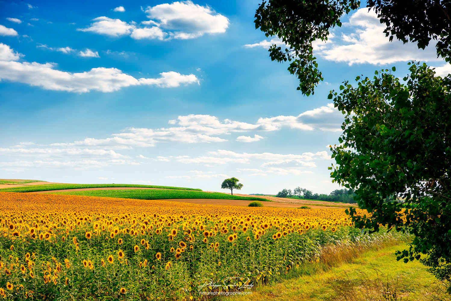 Tournesols et paysage d'été