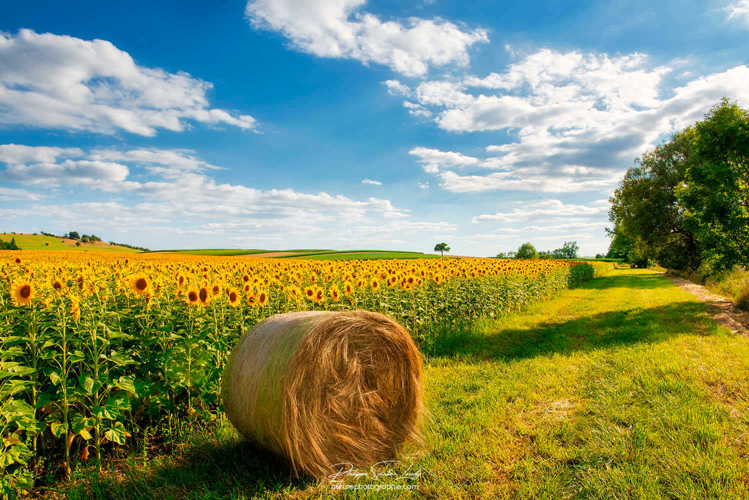 Une meule de foin devant un champs de tournesols