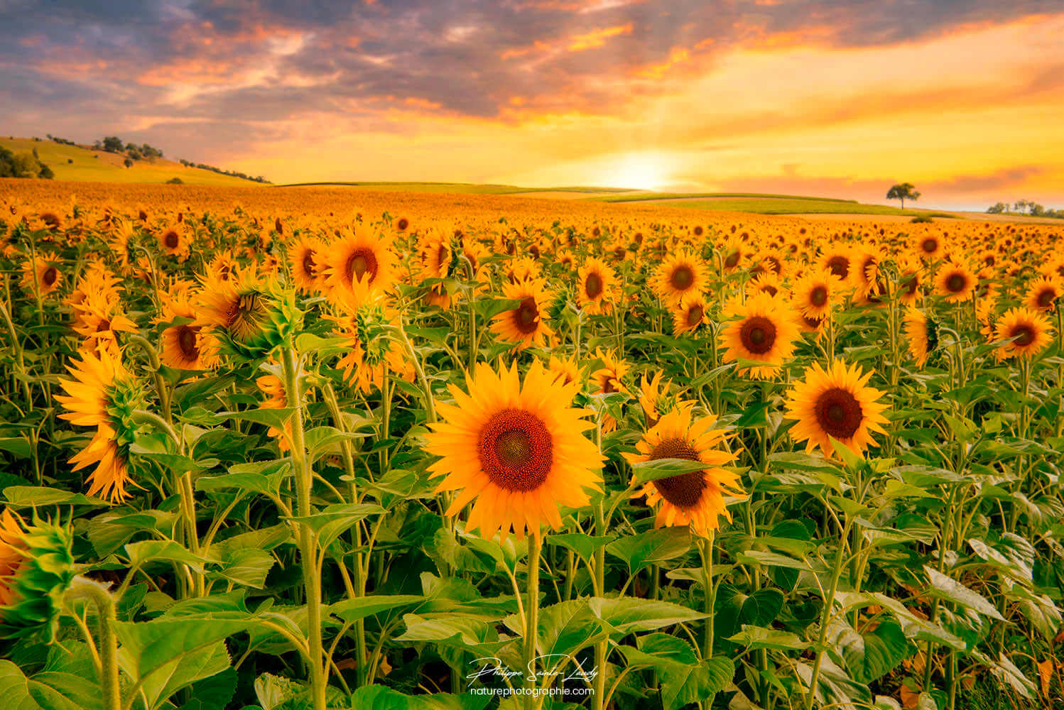 Soleil couchant sur champs de tournesols