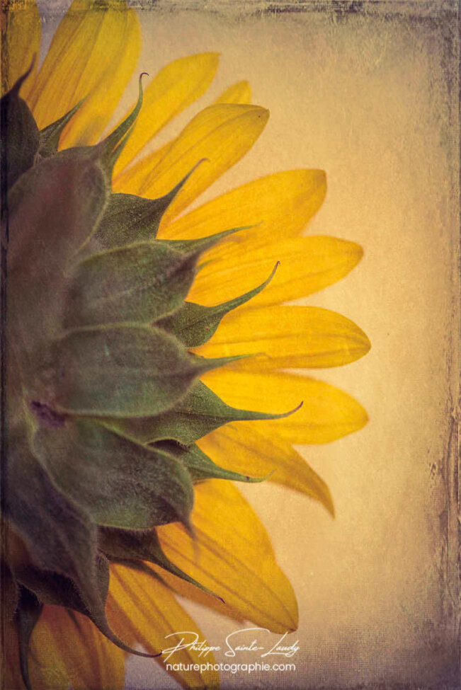 Moitié gauche d'un tournesol