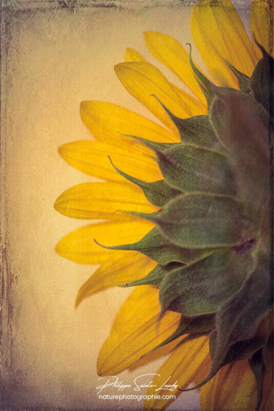 Moitié droite d'un tournesol