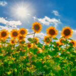 Tournesols au soleil