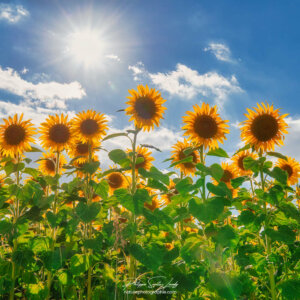 Tournesols au soleil