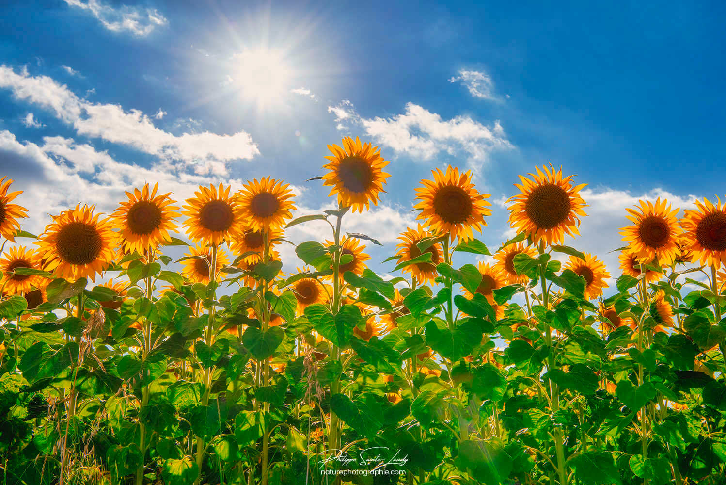 Tournesols au soleil