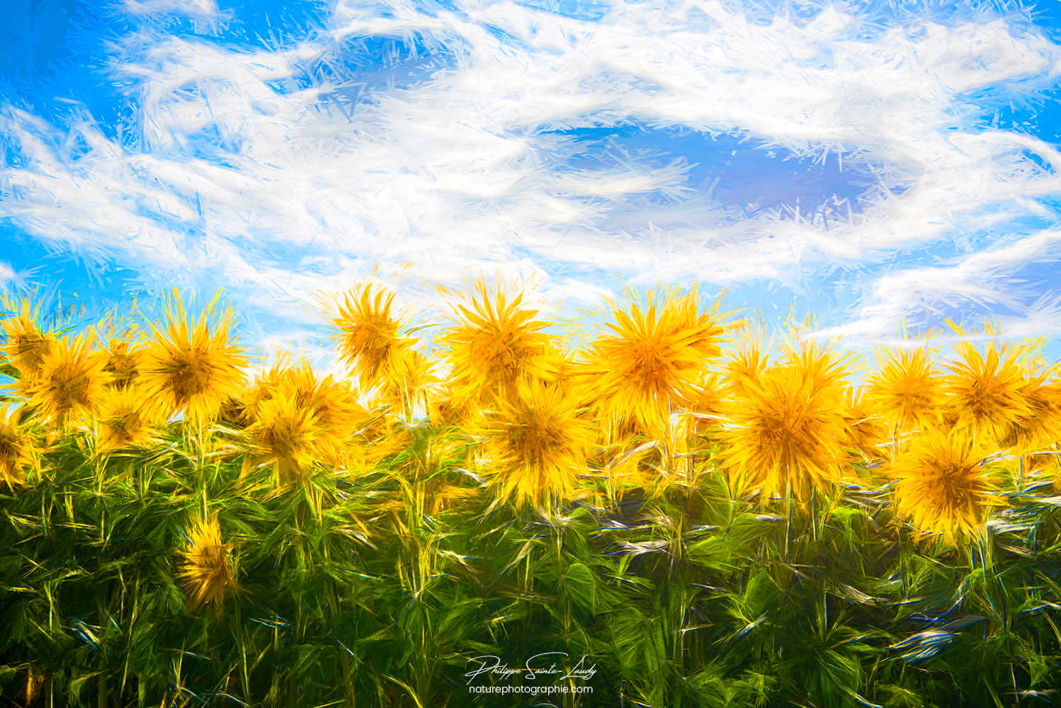 Tournesols en été