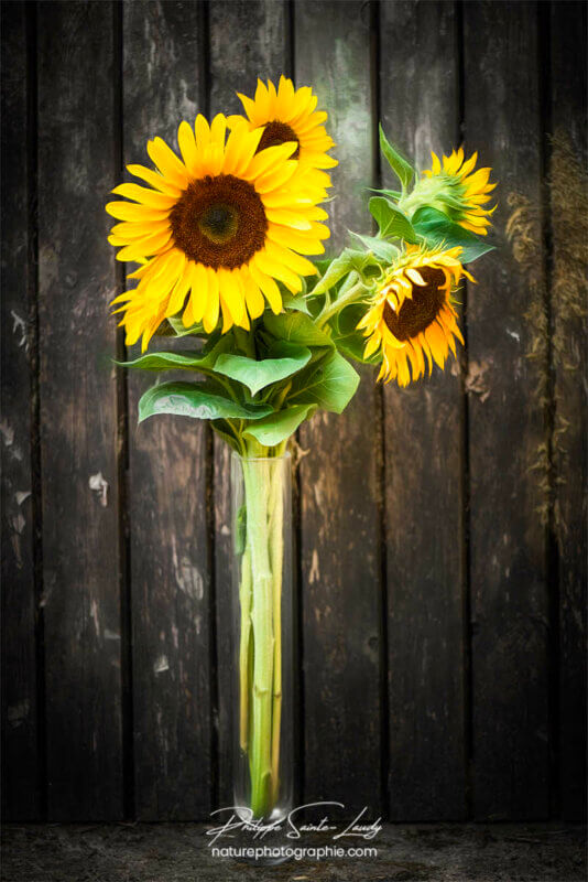 Bouquet de tournesols en paintography