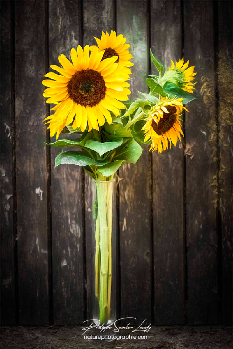 Bouquet de tournesols en paintography