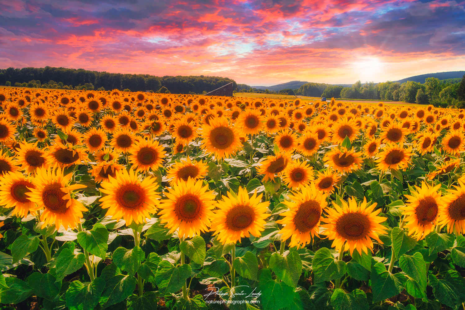 Champs de tournesols au coucher du soleil