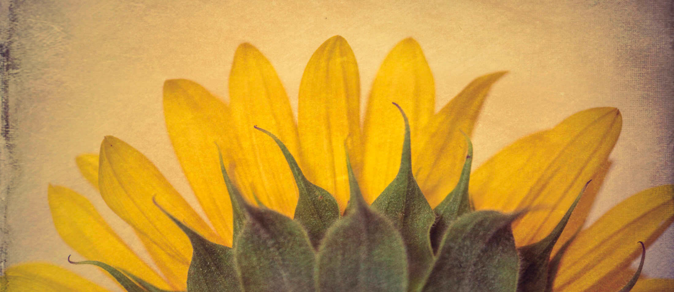 Texture photo et tournesol