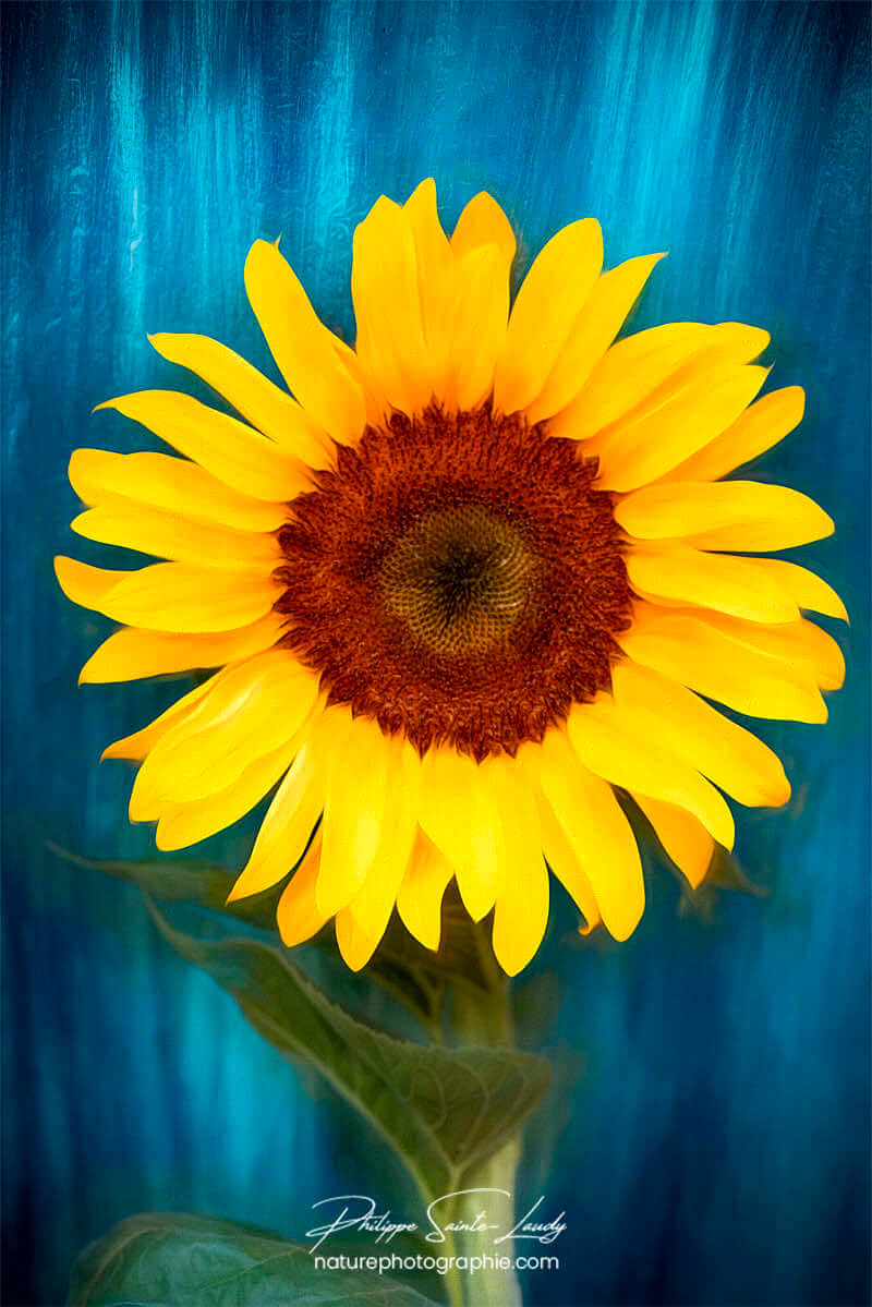 Gros plan d'un tournesol en paintography