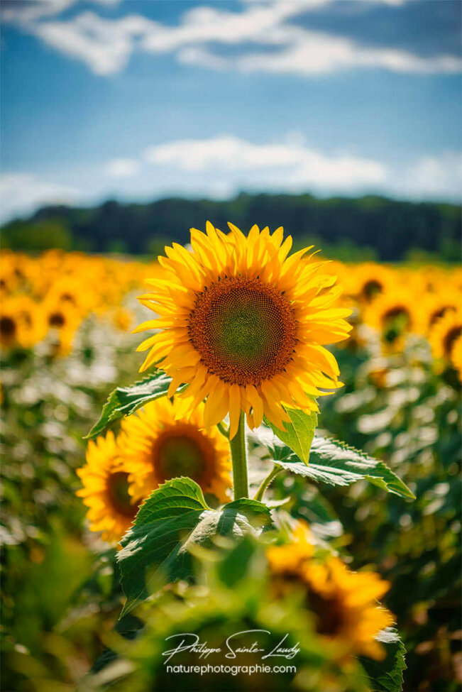 Tournesol en gros plan