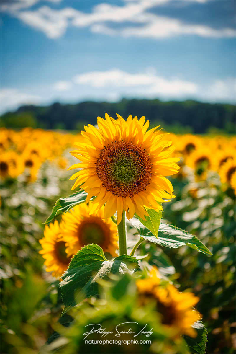 Tournesol en gros plan