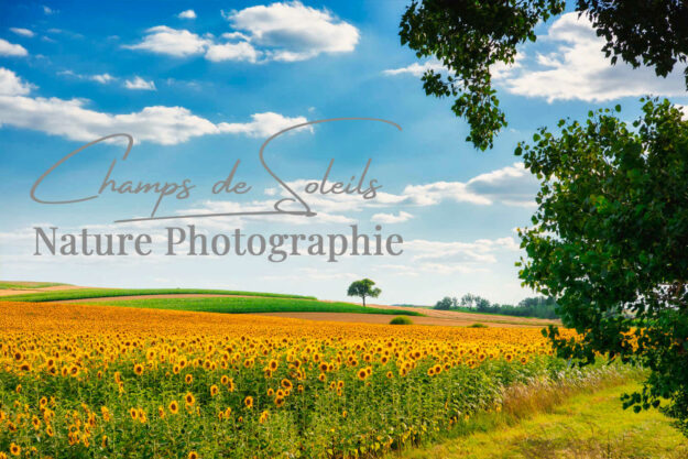 Article sur les tournesols