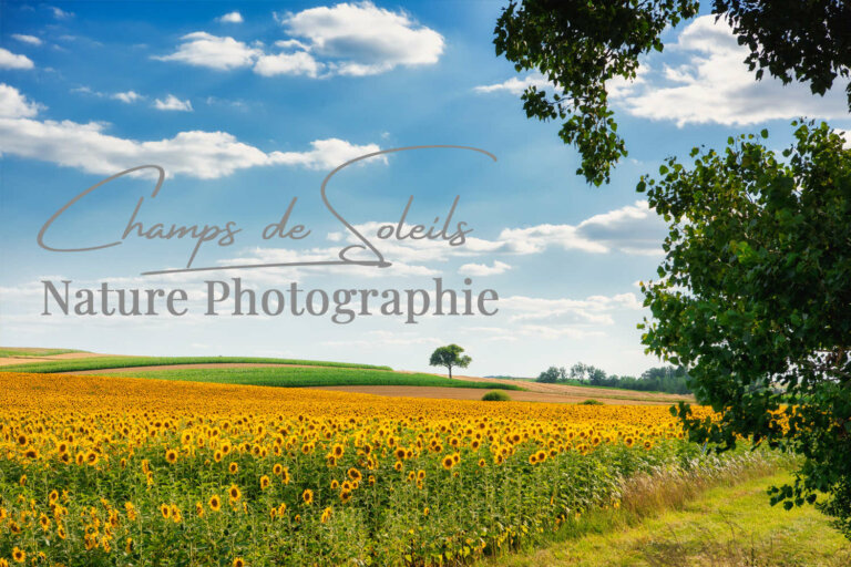 Article sur les tournesols
