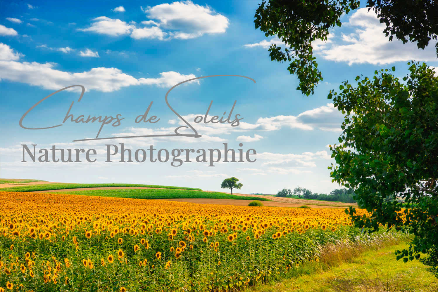 Article sur les tournesols