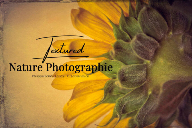 Vignette-tournesol