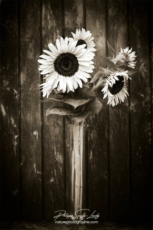 Bouquet de tournesols en noir et blanc