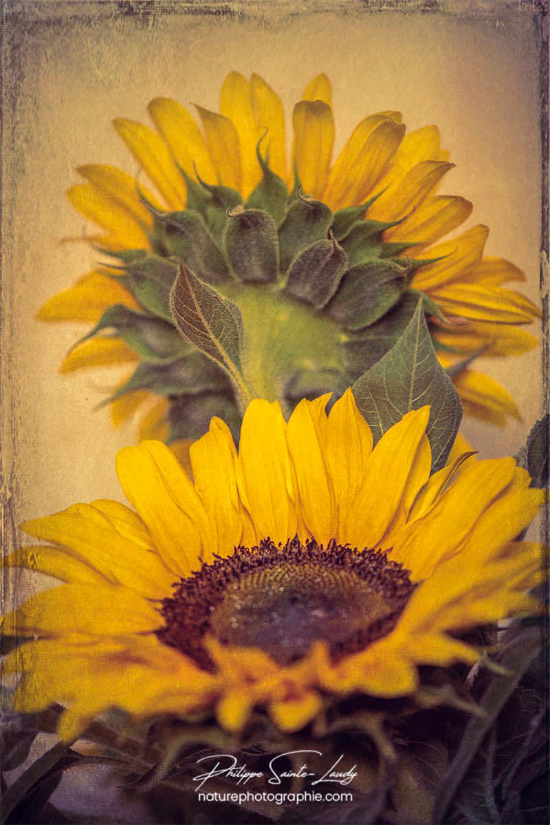 Tournesols et texture photo