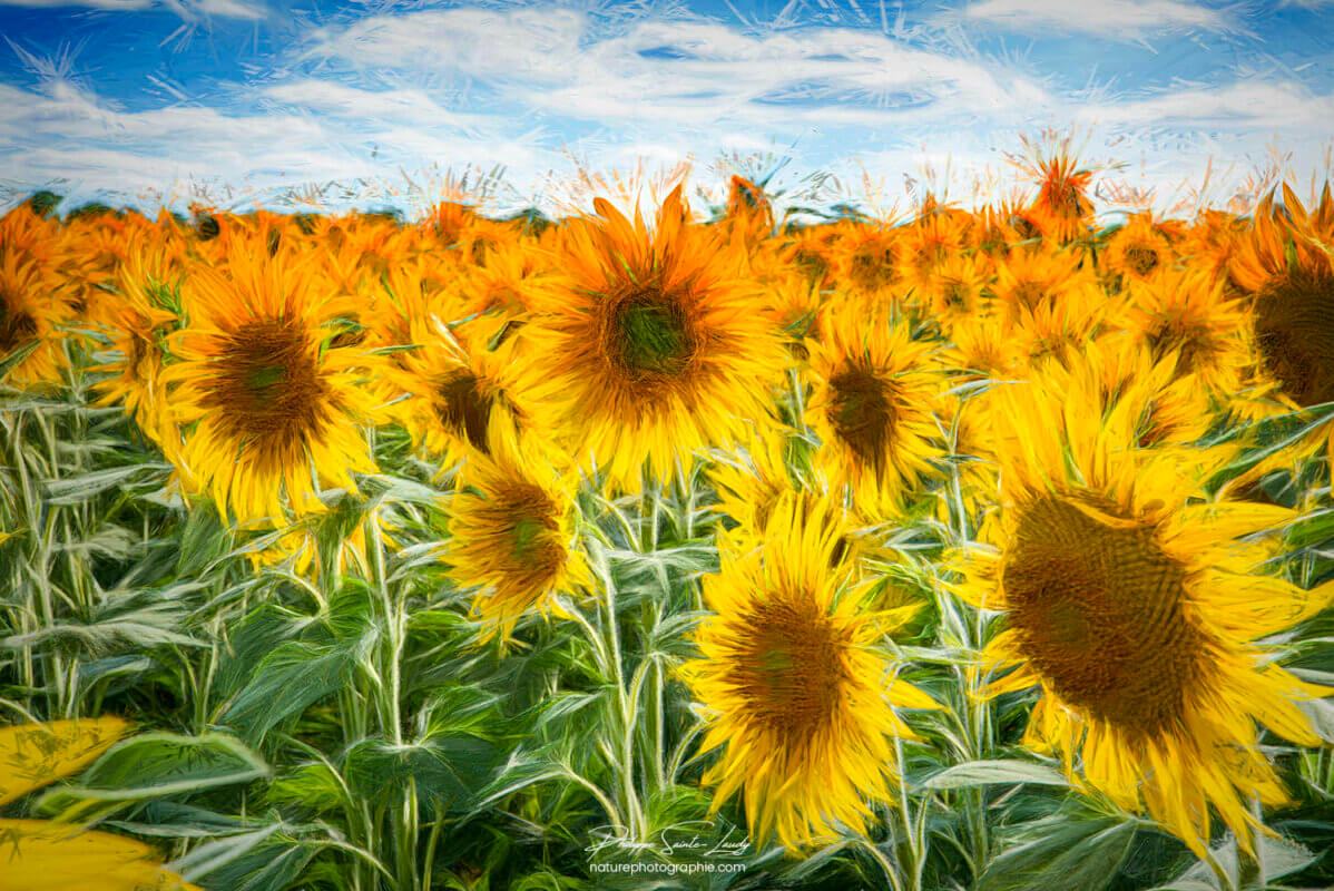 Tournesols avec effets Photoshop