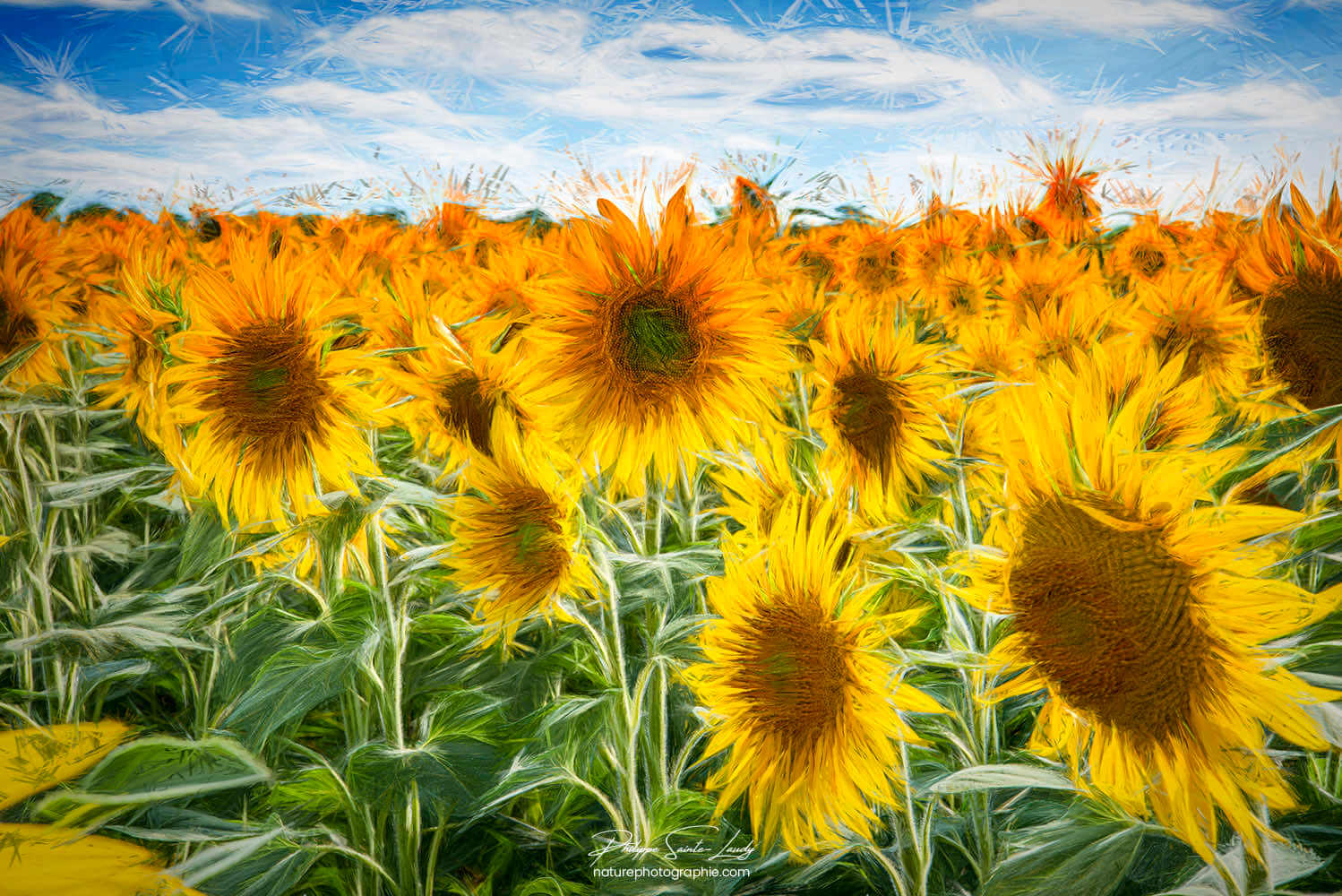 Tournesols avec effets Photoshop