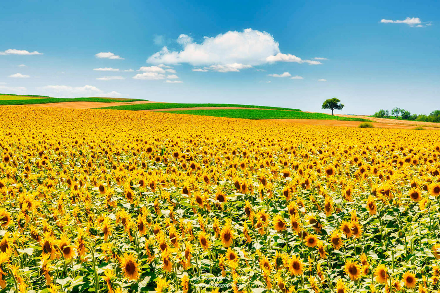 Nuage au-dessus des tournesols