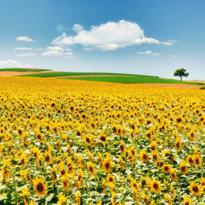 Nuage au-dessus des tournesols