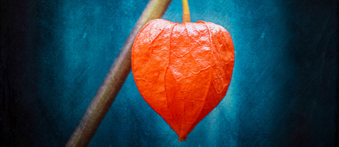 Collection photos de physalis