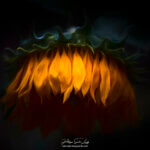 Tête de tournesol