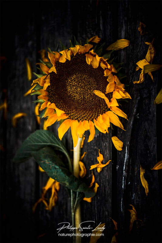 Arrangement floral avec tournesol