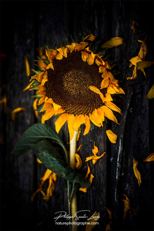 Arrangement floral avec tournesol
