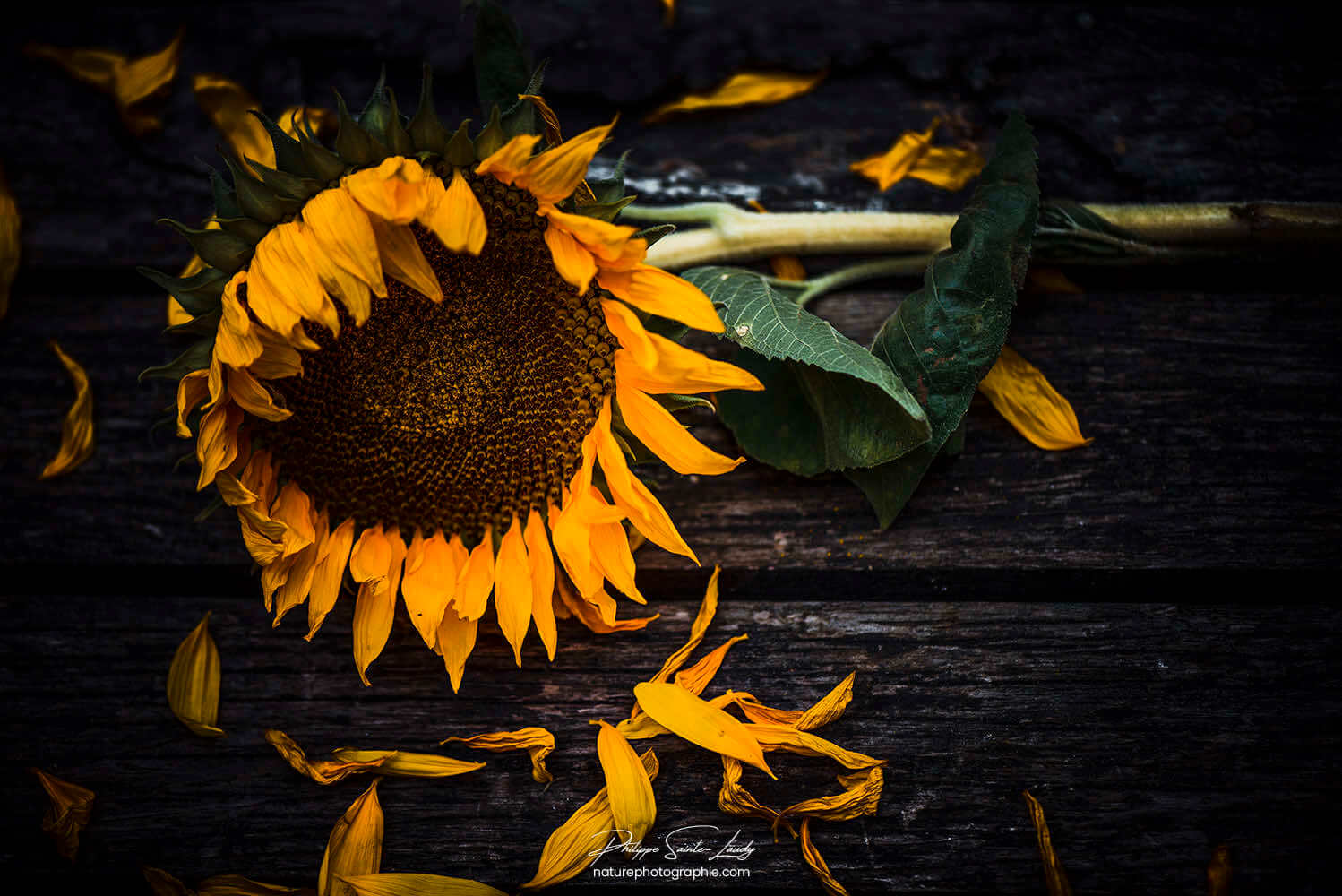 Tournesol et pétales