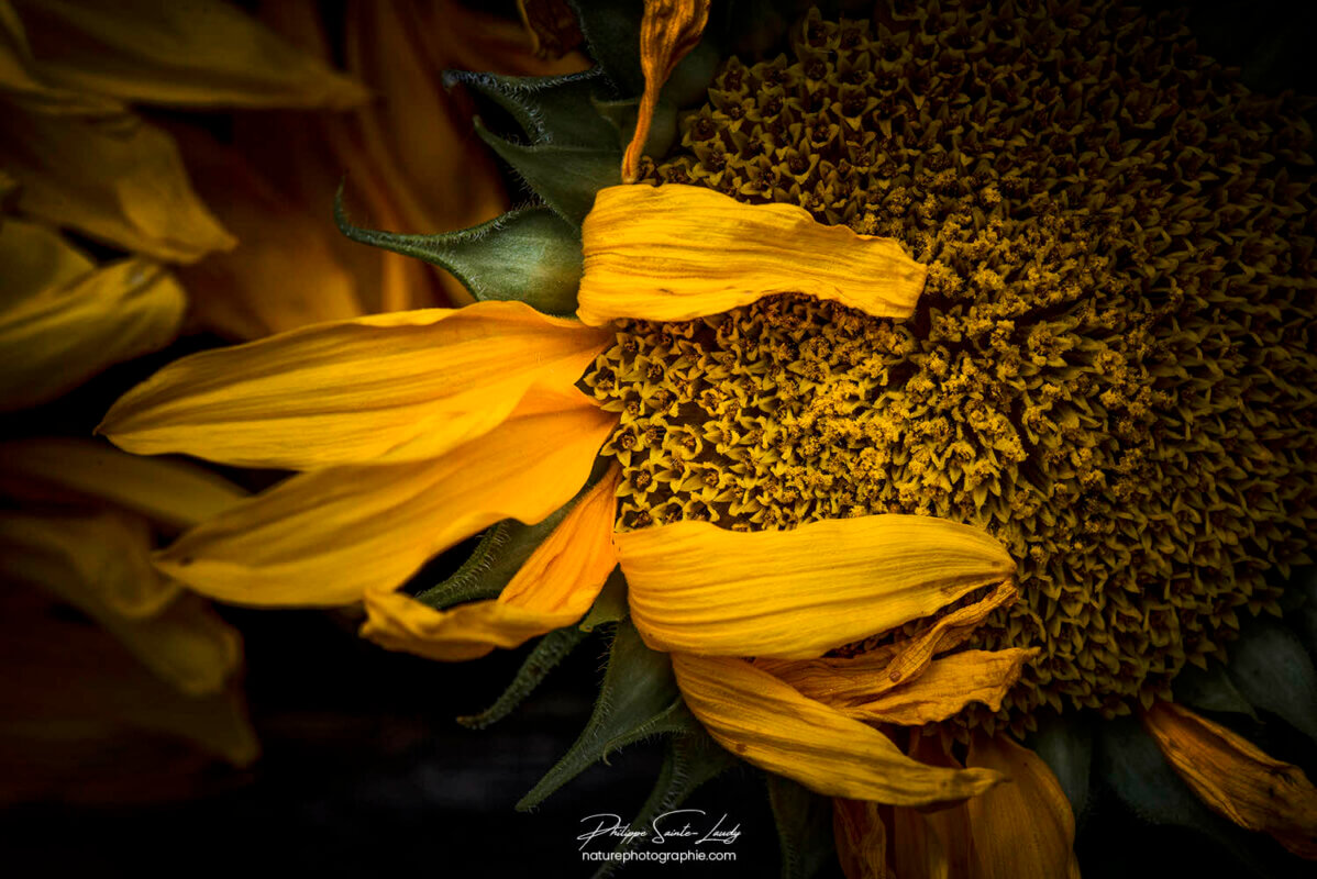 Fleur jaune