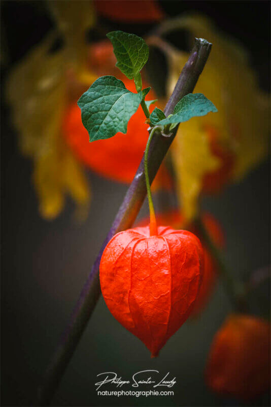 Physalis en gros plan