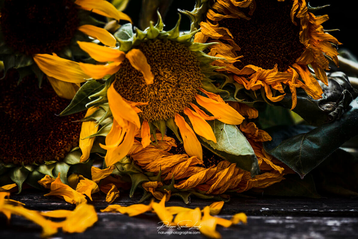 Composition florale avec des tournesols