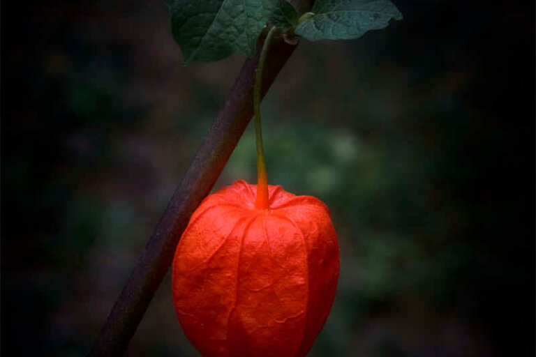 Des photos de physalis