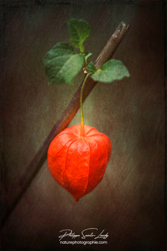 Physalis et texture