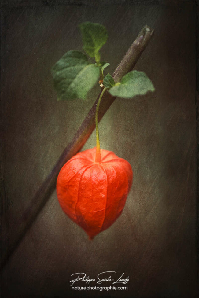 Physalis et texture