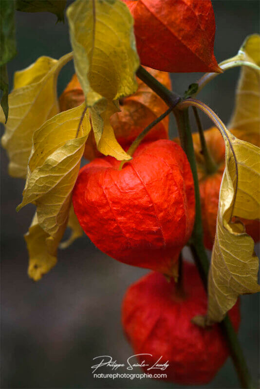 Branche de physalis