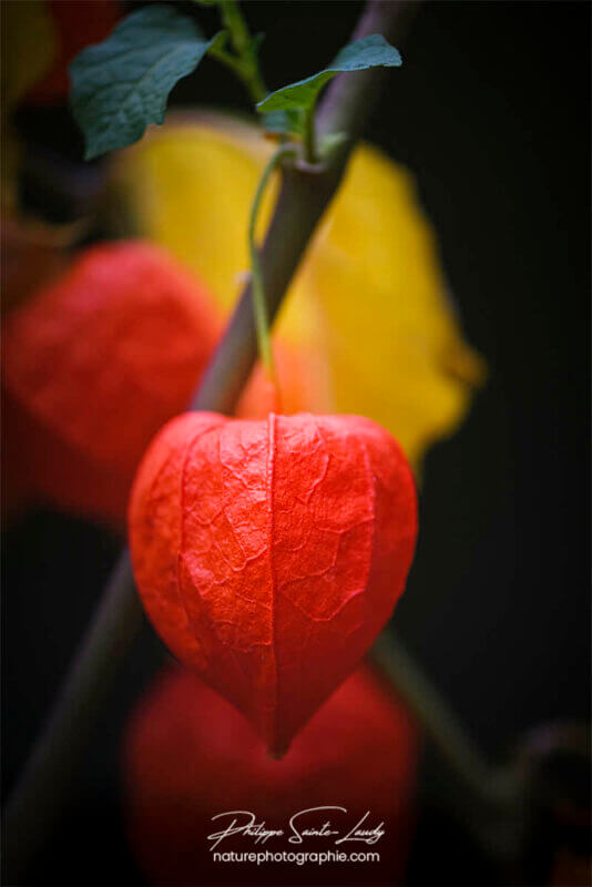 Physalis rouge