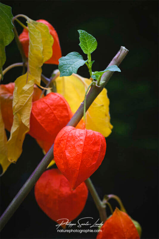 Plusieurs physalis